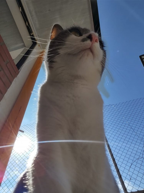 Mimi