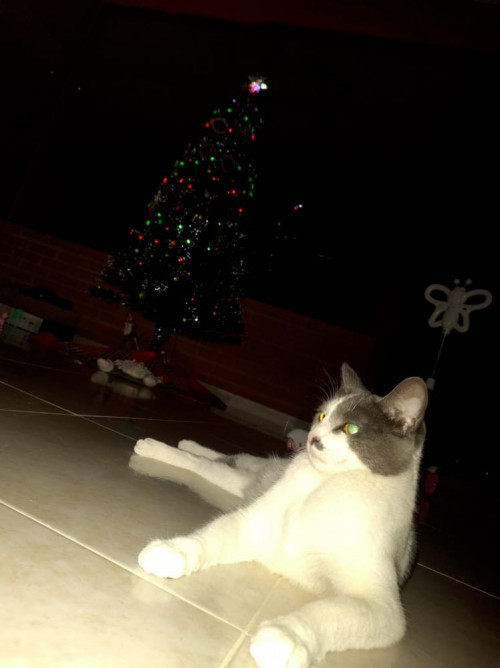 Mimi