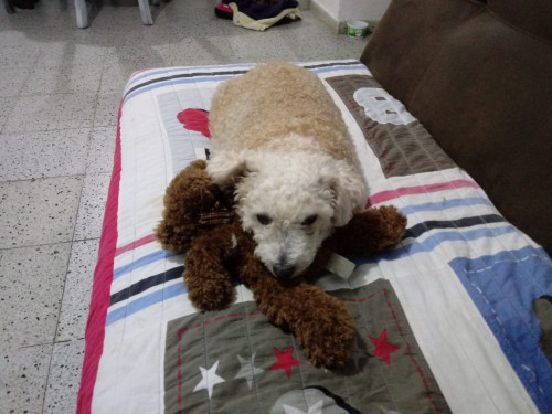 Canela