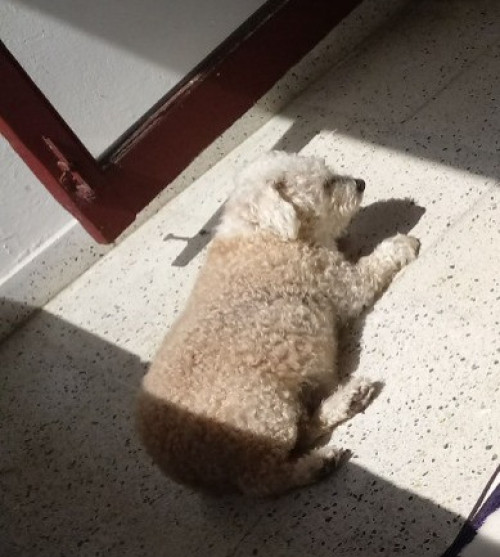 Canela
