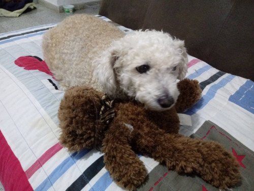 Canela