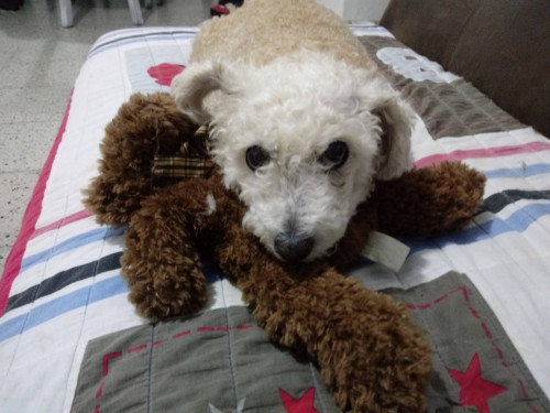 Canela