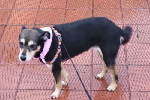 Muñeca 