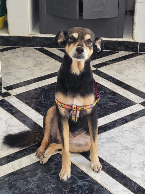 Muñeca 