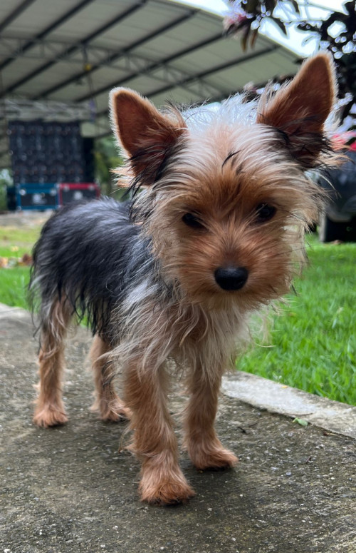 Molly