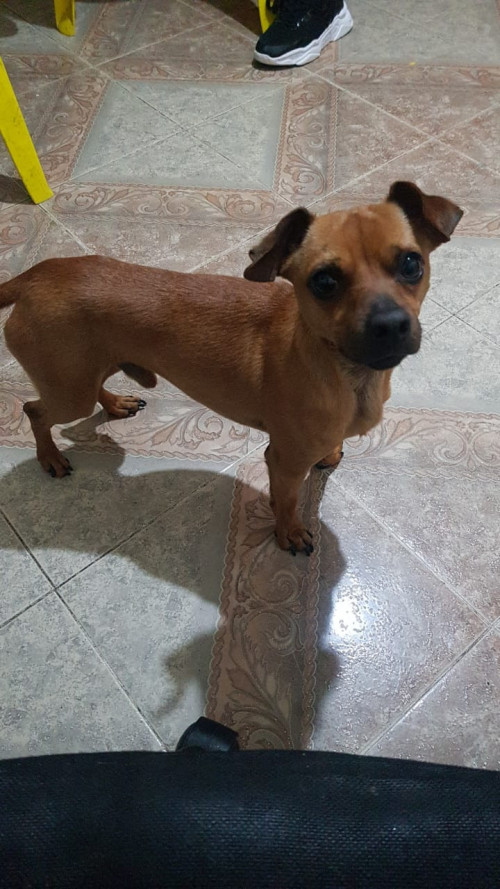 Mailo