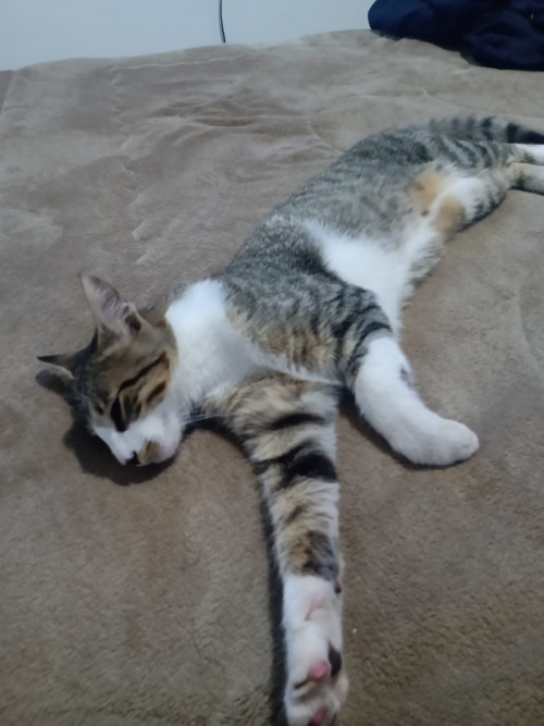 Kiko