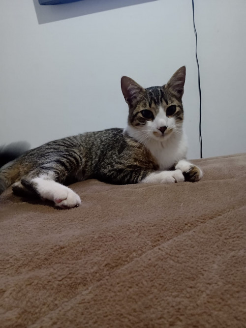 Kiko