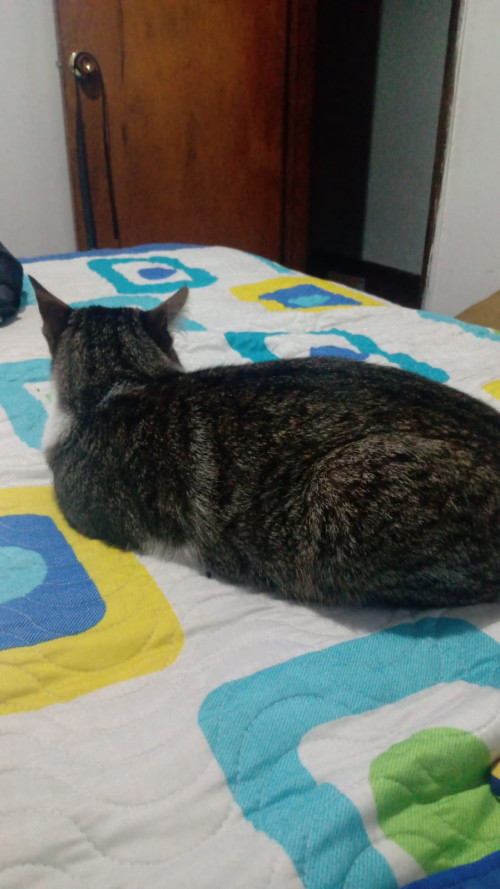 Kiko