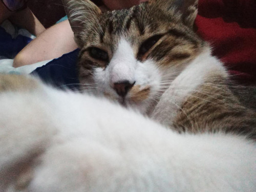 Kiko