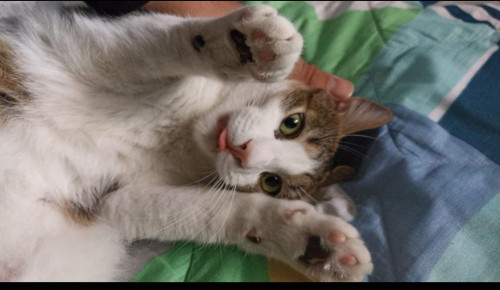 Teo