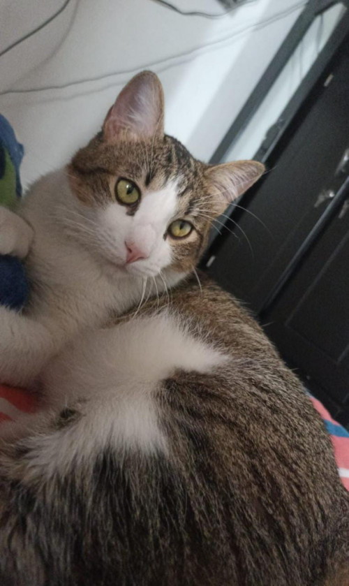 Teo
