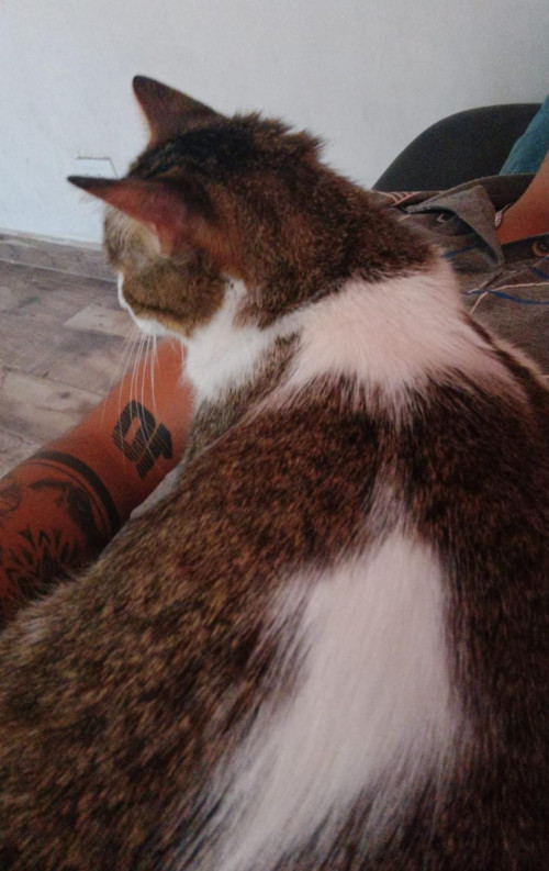 Teo
