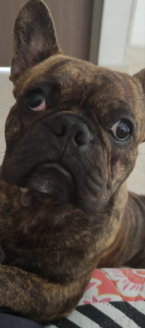 Drako