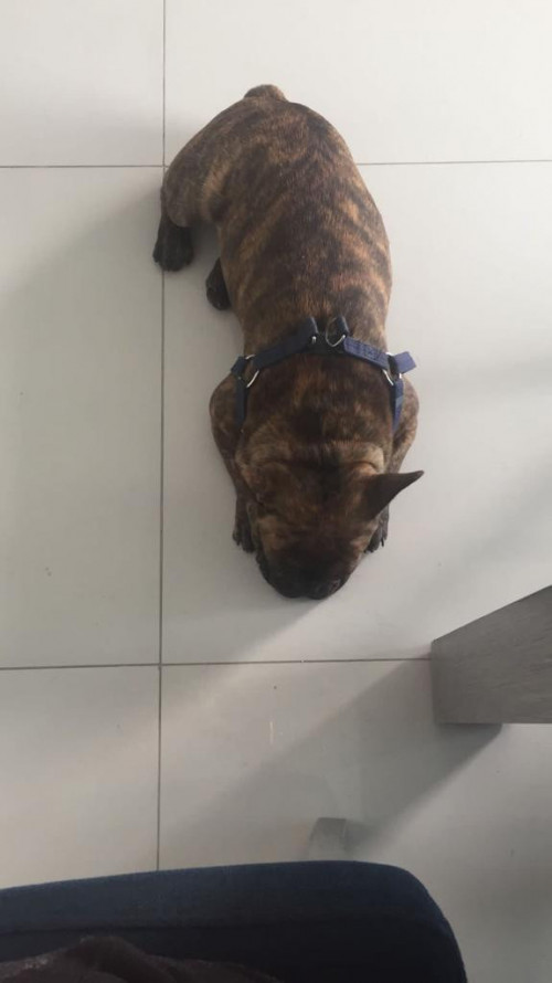 Drako