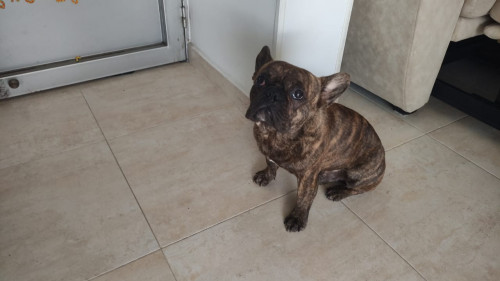 Drako