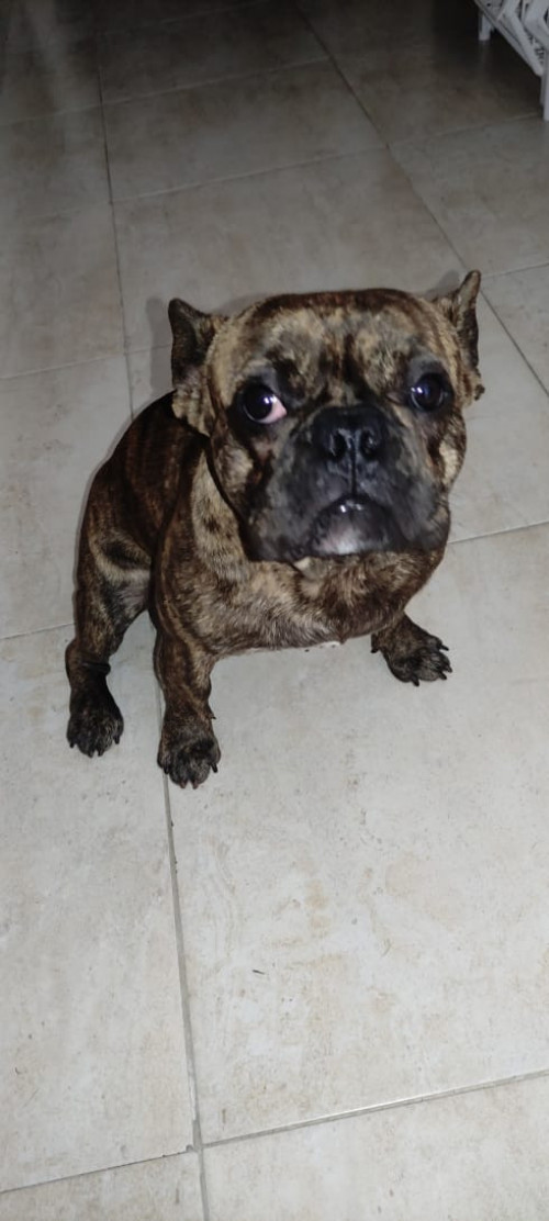 Drako