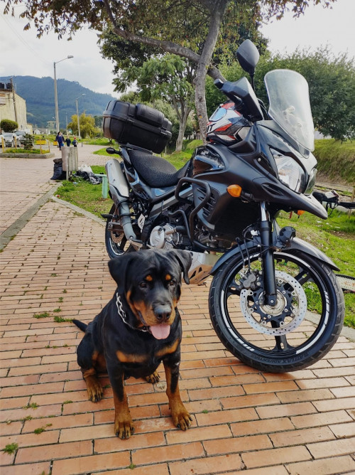 Drako