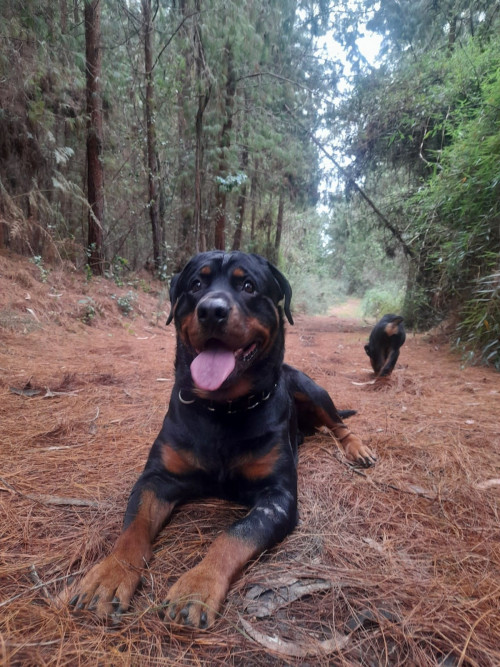 Drako