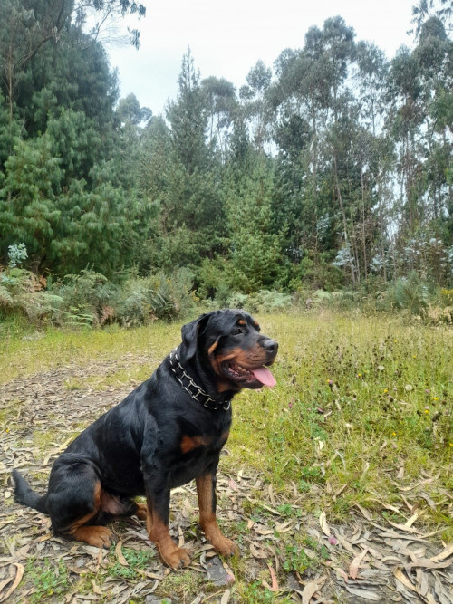 Drako