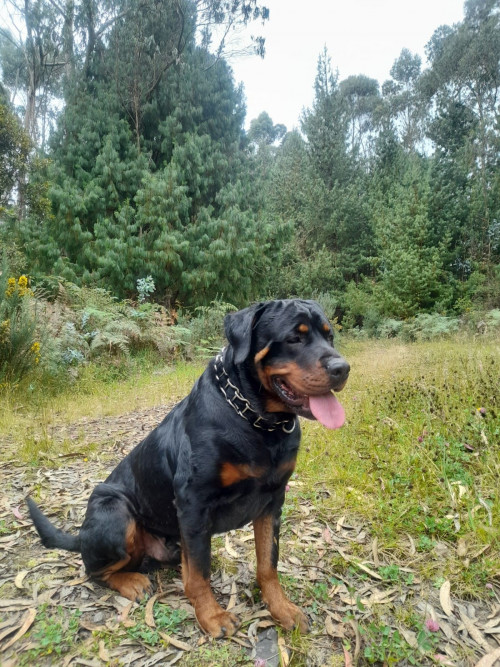 Drako