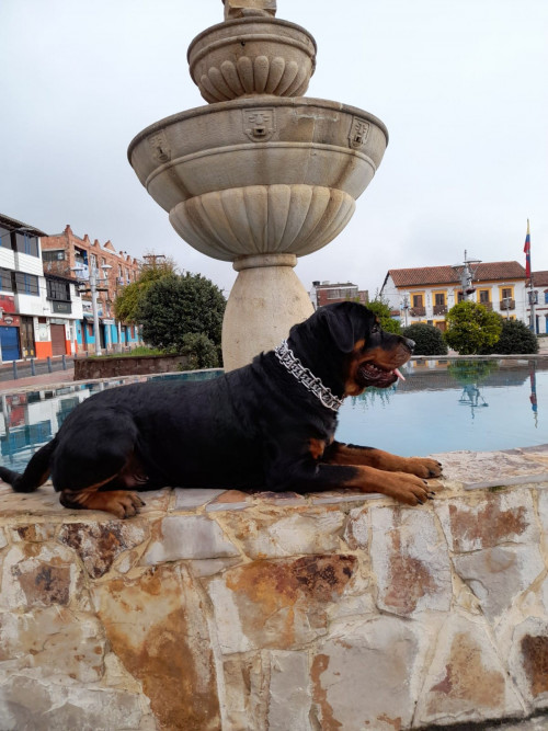 Drako