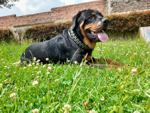 Drako