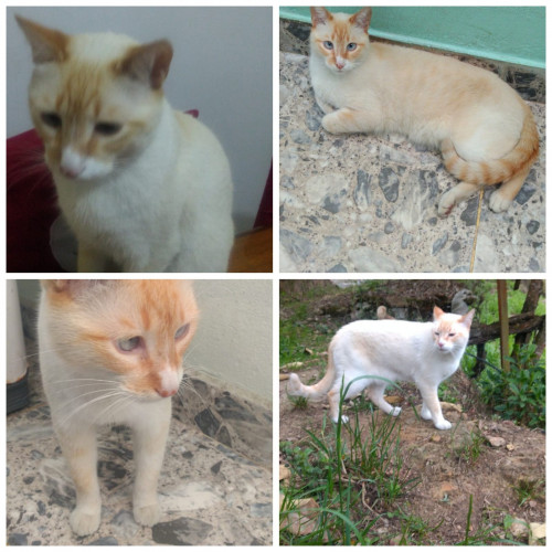 Mufi