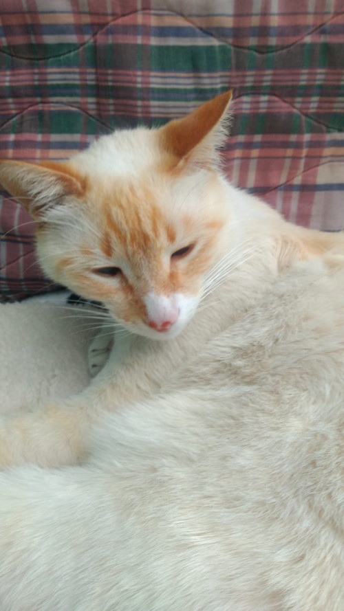 Mufi