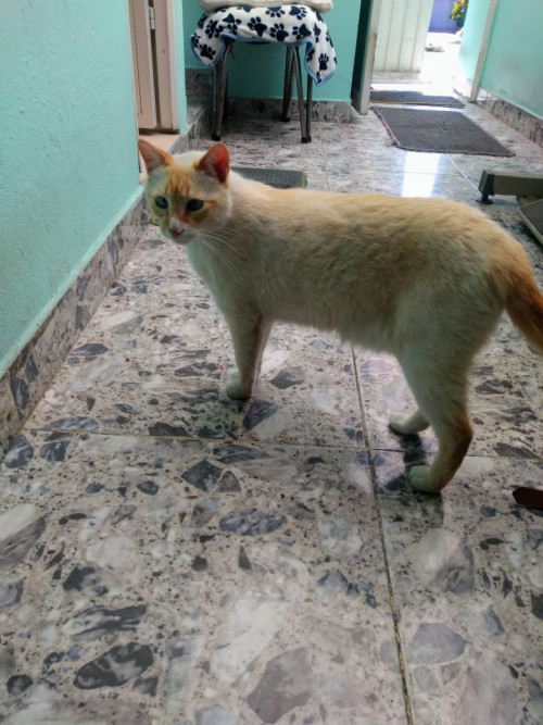 Mufi