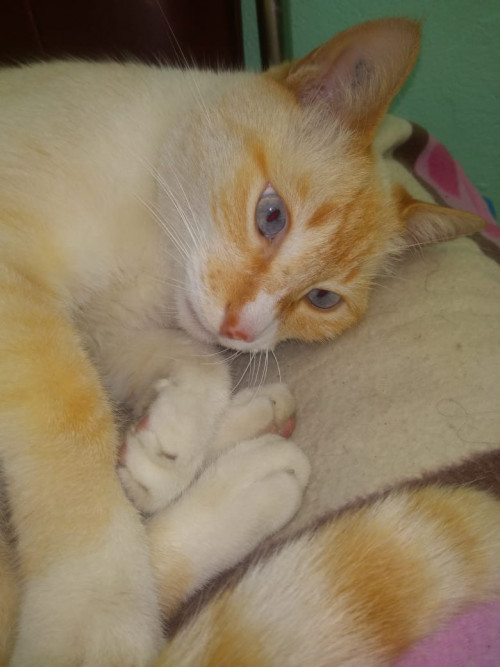 Mufi