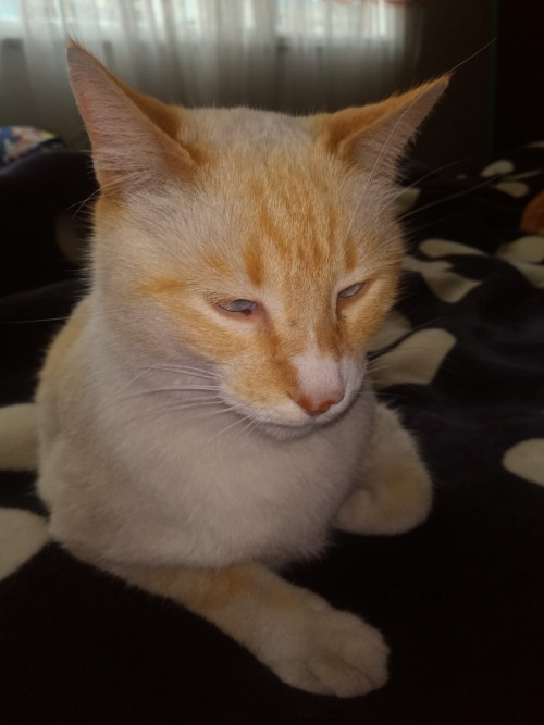 Mufi