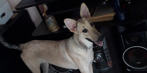 Kira 