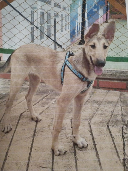 Kira 