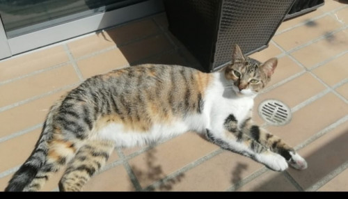 Rayita