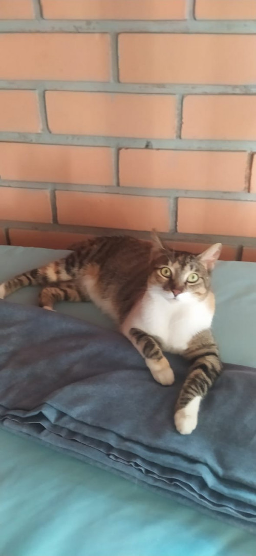 Rayita