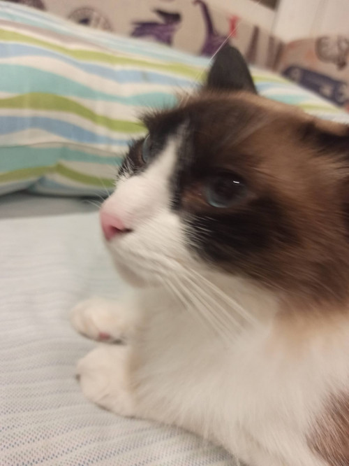 Pachito