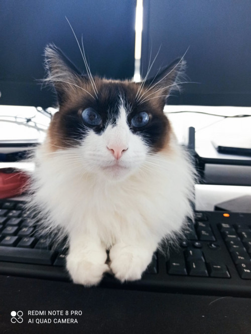 Pachito