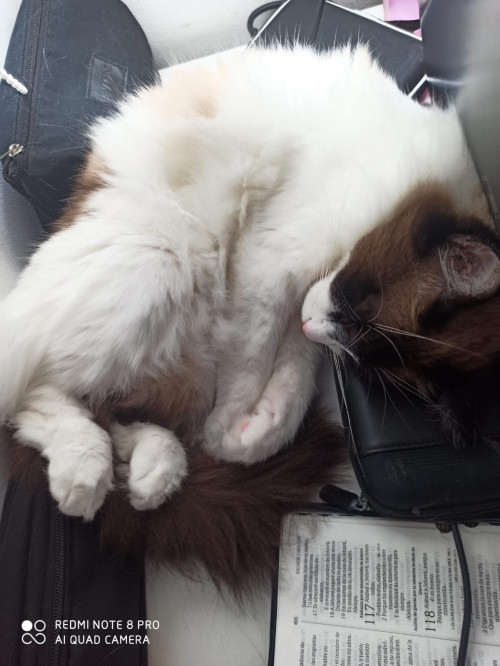 Pachito
