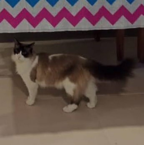 Pachito