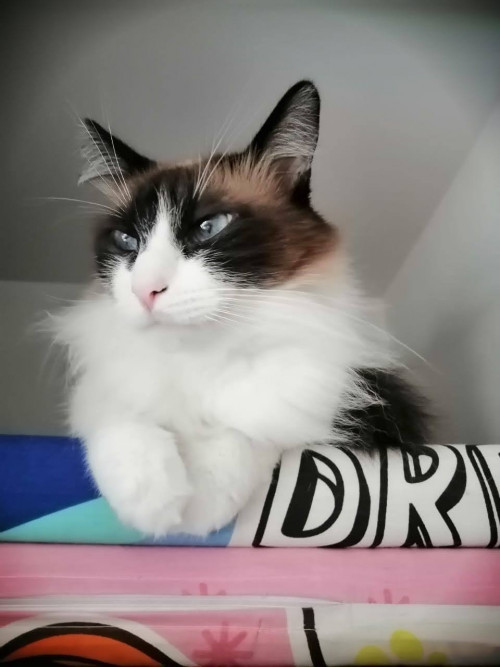 Pachito