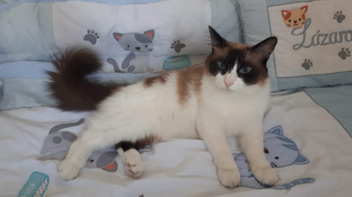 Pachito
