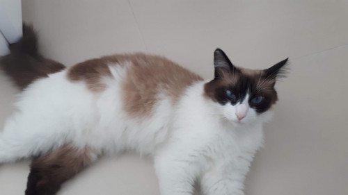 Pachito