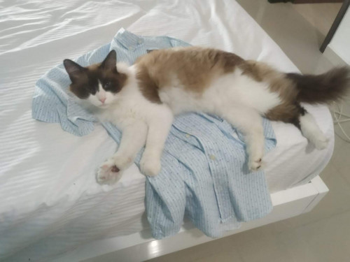 Pachito