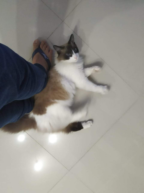 Pachito