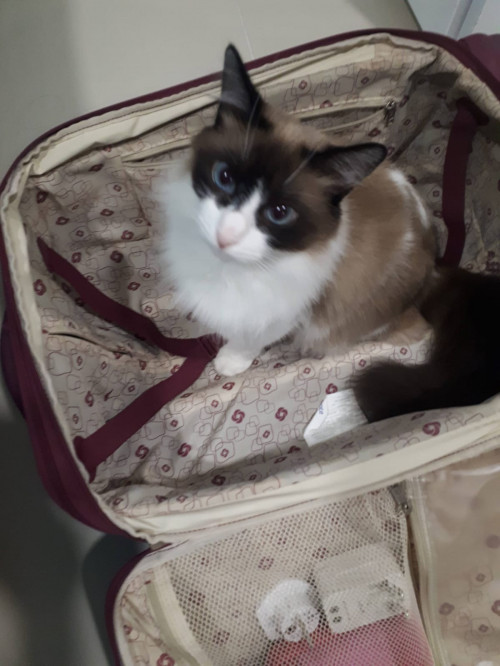 Pachito
