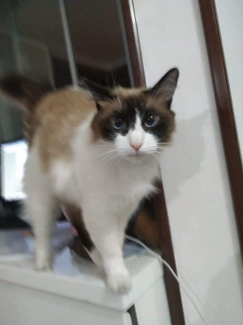 Pachito