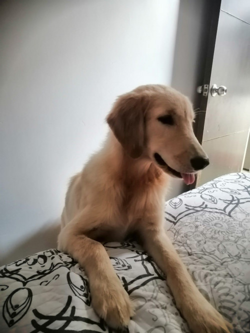 Max