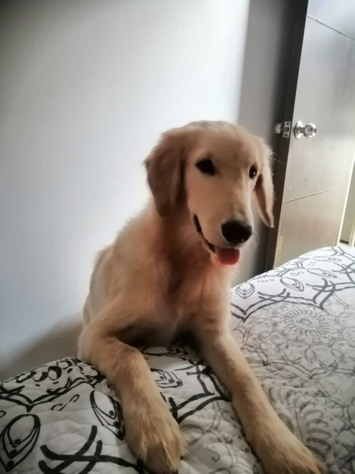 Max
