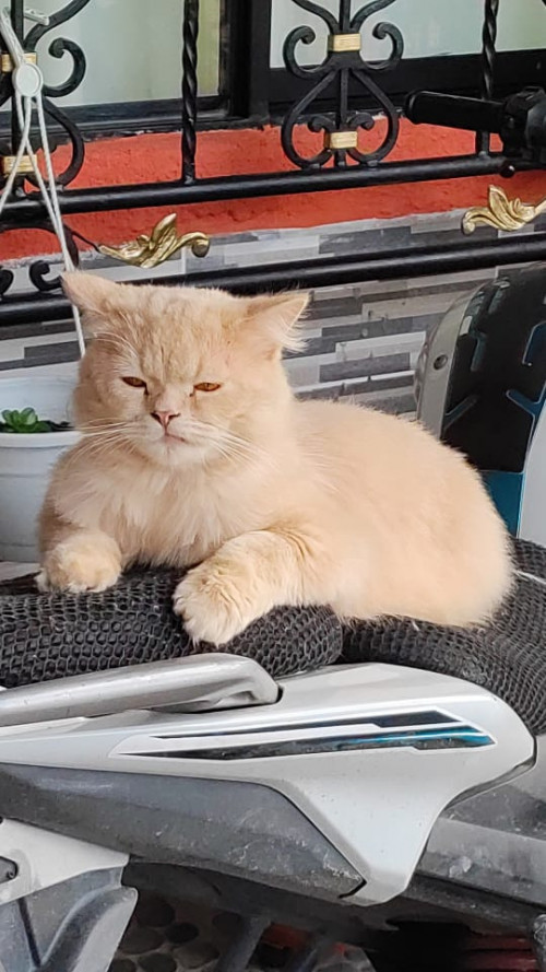 Canelo